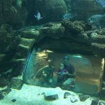 blog-voyage-aquarium-la-rochelle-Charente-Maritime