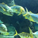 blog-voyage-aquarium-la-rochelle-Charente-Maritime