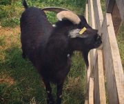 ferme-aventure-blog-voyage-20