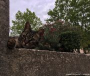 blog-voyage-provence-france-322
