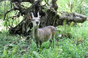 oh my deer