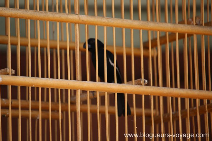 blog-voyage-cuba-canon-316