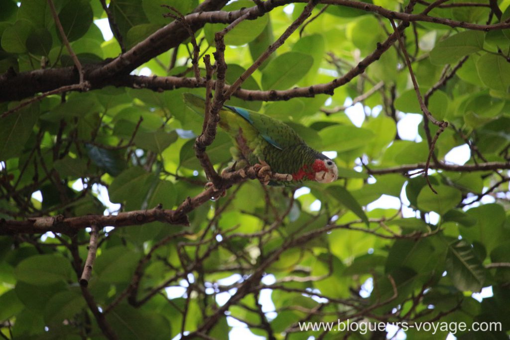 blog-voyage-cuba-canon-88