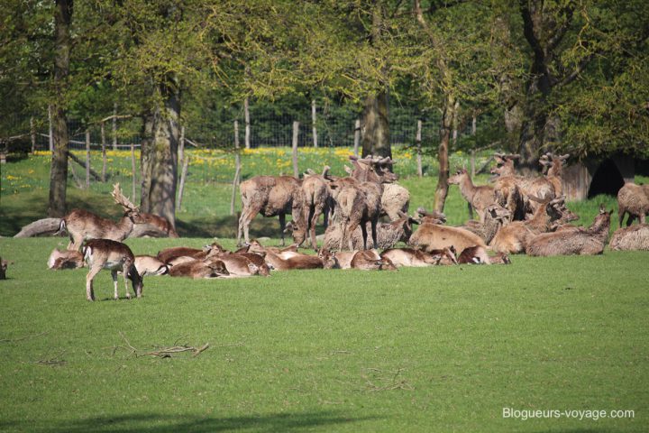 blog-voyage-parc-animalier-sainte-croix-06