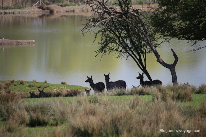 blog-voyage-parc-animalier-sainte-croix-08