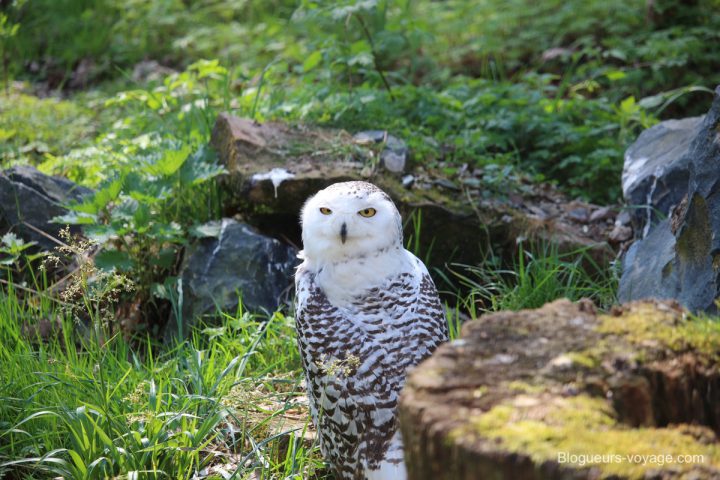 blog-voyage-parc-animalier-sainte-croix-09