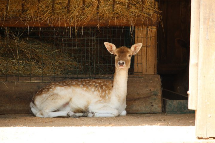 blog-voyage-parc-animalier-sainte-croix-104