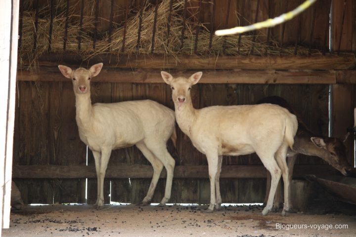 blog-voyage-parc-animalier-sainte-croix-105