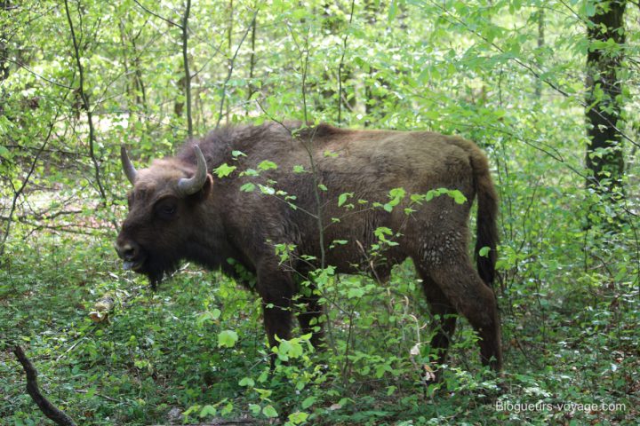 blog-voyage-parc-animalier-sainte-croix-121