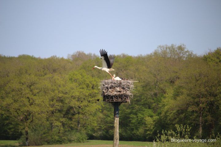 blog-voyage-parc-animalier-sainte-croix-130