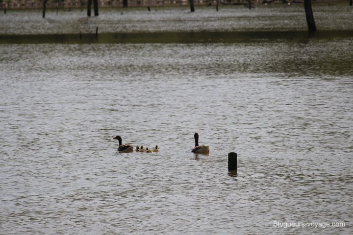 blog-voyage-parc-animalier-sainte-croix-139