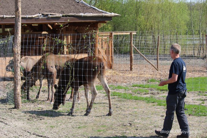 blog-voyage-parc-animalier-sainte-croix-141