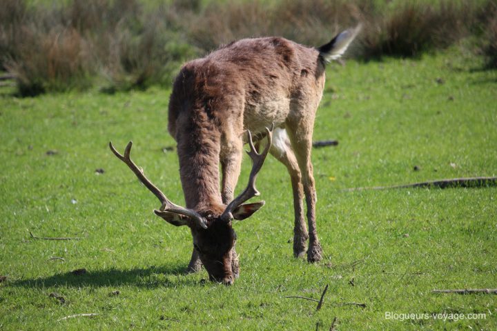 blog-voyage-parc-animalier-sainte-croix-169