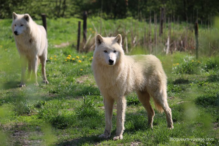blog-voyage-parc-animalier-sainte-croix-18
