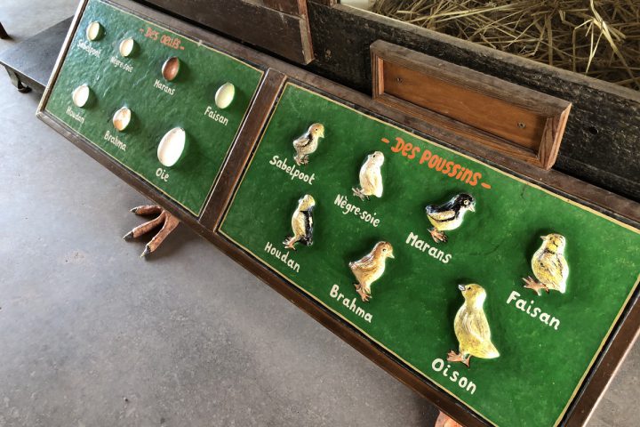 blog-voyage-parc-animalier-sainte-croix-186