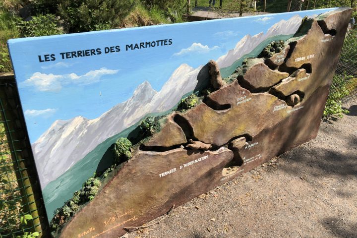blog-voyage-parc-animalier-sainte-croix-208