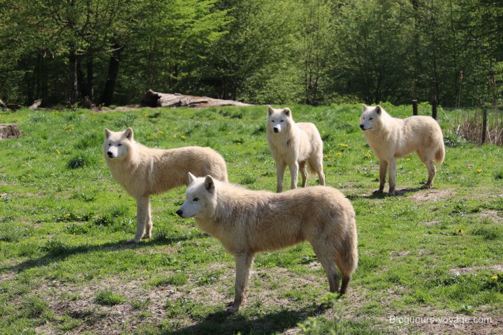 blog-voyage-parc-animalier-sainte-croix-21