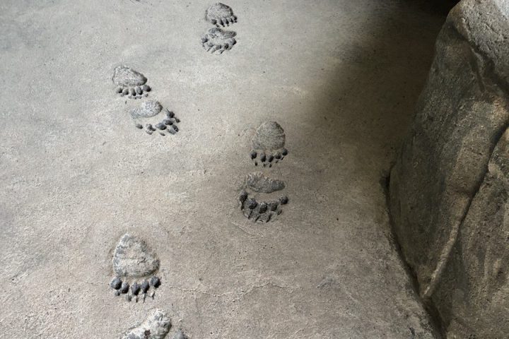 blog-voyage-parc-animalier-sainte-croix-217