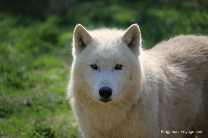blog-voyage-parc-animalier-sainte-croix-27