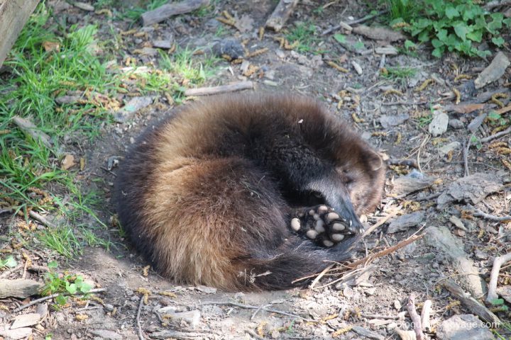 blog-voyage-parc-animalier-sainte-croix-36