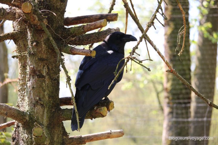 blog-voyage-parc-animalier-sainte-croix-41