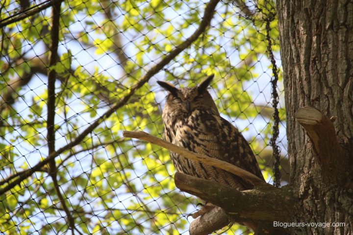 blog-voyage-parc-animalier-sainte-croix-43