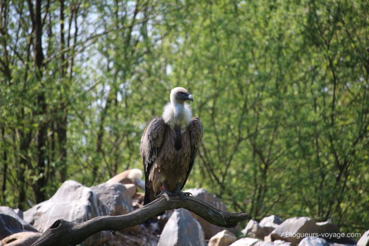 blog-voyage-parc-animalier-sainte-croix-56