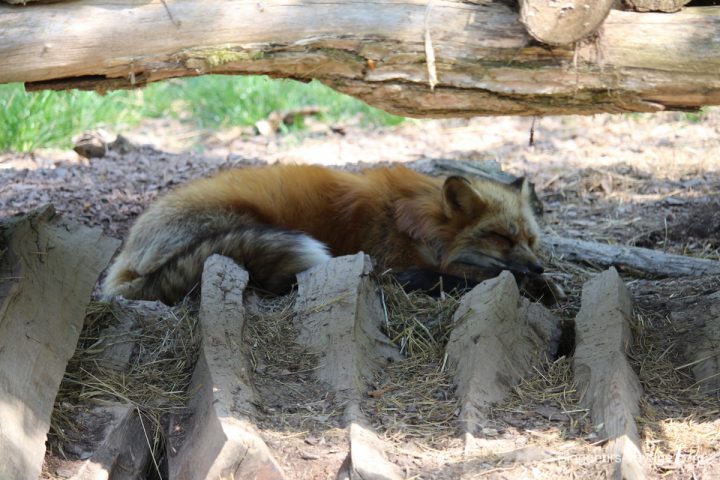blog-voyage-parc-animalier-sainte-croix-57