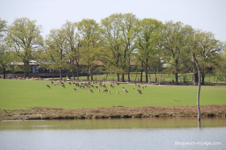 blog-voyage-parc-animalier-sainte-croix-60