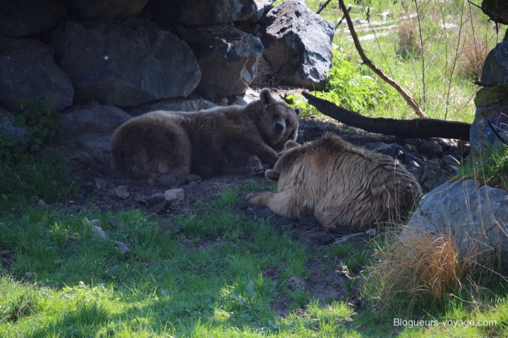 blog-voyage-parc-animalier-sainte-croix-71