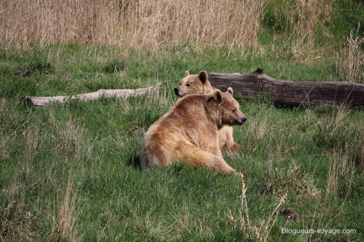 blog-voyage-parc-animalier-sainte-croix-84