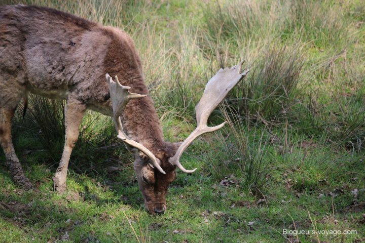 blog-voyage-parc-animalier-sainte-croix-88