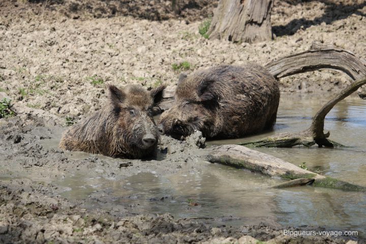 blog-voyage-parc-animalier-sainte-croix-93