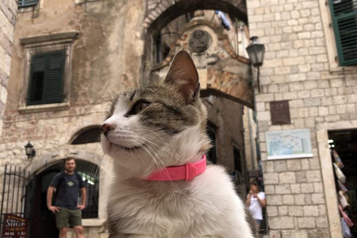 blog-voyage-montenegro-kotor-79