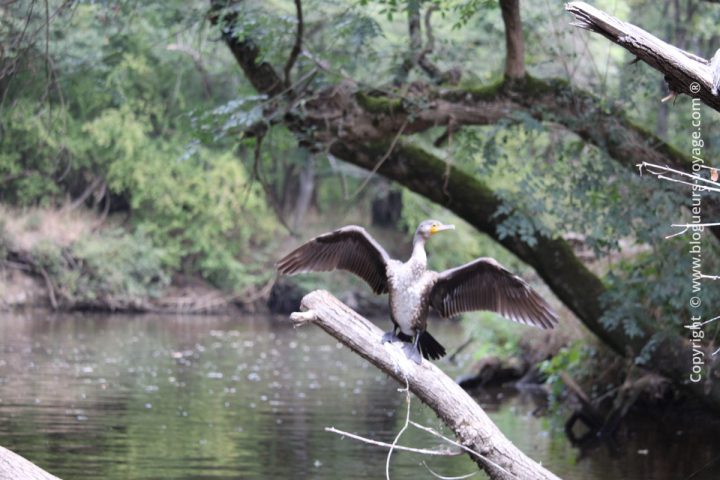 reserve-naturelle-ropotamo-blog-voyage-bulgarie-04