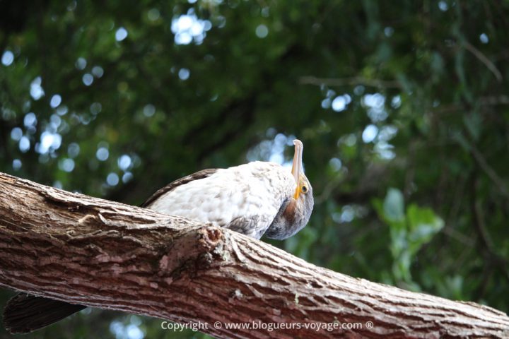 reserve-naturelle-ropotamo-blog-voyage-bulgarie-05