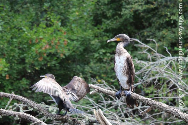 reserve-naturelle-ropotamo-blog-voyage-bulgarie-08