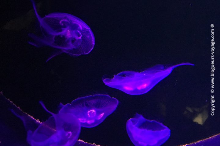 blog-voyage-aquarium-la-rochelle-Charente-Maritime