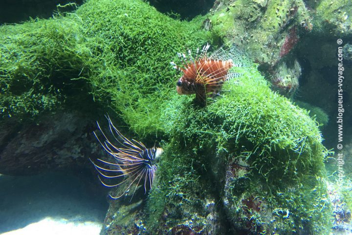 blog-voyage-aquarium-la-rochelle-Charente-Maritime