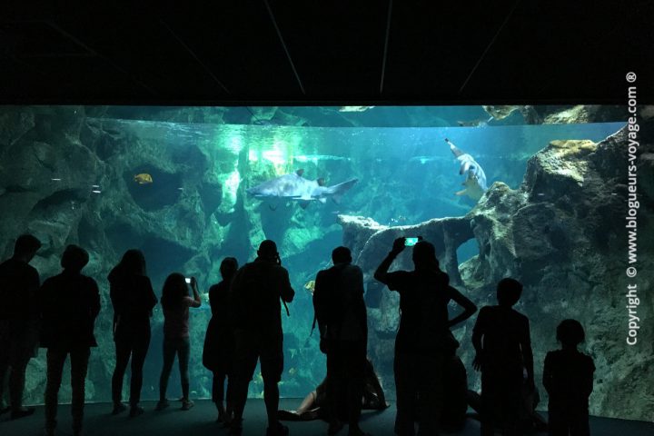 blog-voyage-aquarium-la-rochelle-Charente-Maritime