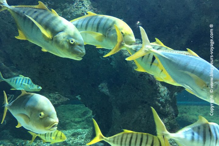 blog-voyage-aquarium-la-rochelle-Charente-Maritime