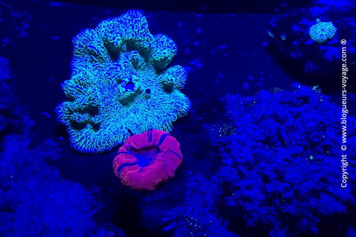 blog-voyage-aquarium-la-rochelle-Charente-Maritime