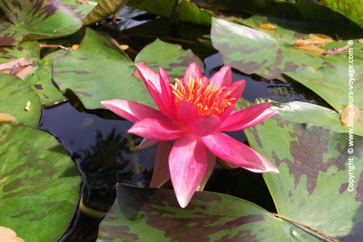 Les Jardins d'Eau dans le Périgord