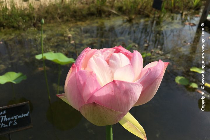 Les Jardins d'Eau dans le Périgord