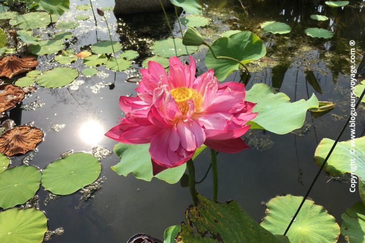 Les Jardins d'Eau dans le Périgord