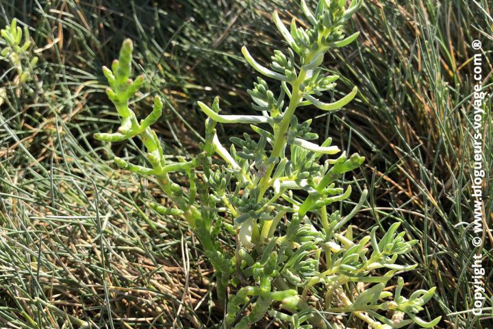 baie-de-somme-blog-voyage-182