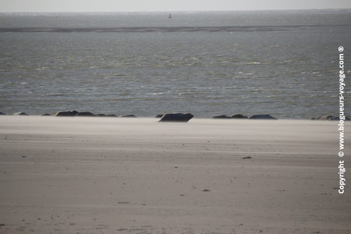 phoques-cayeux-sur-mer-00