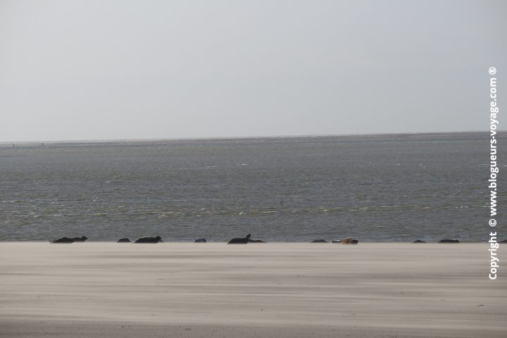 phoques-cayeux-sur-mer-08
